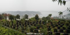 重庆市南山灵安陵园墓地价格最便宜多少钱？