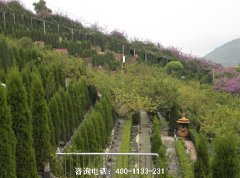 重庆市南岸区南山灵安陵园风水环境怎么样？