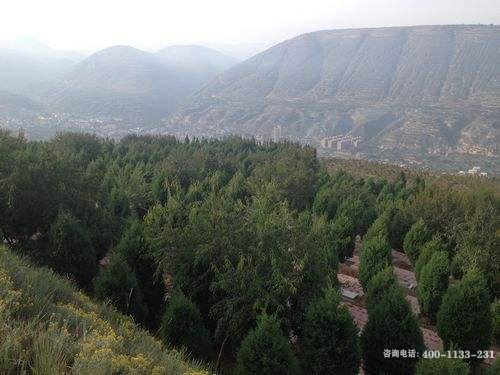 甘肃兰州市松鹤园树葬公墓