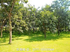 新乡市风水最佳公墓全指南：选一处福泽